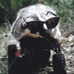 RoboBadger